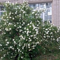 В белом цветении куст под окном :: Galina Solovova