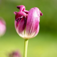 Увядающий тюльпан :: Александр Синдерёв