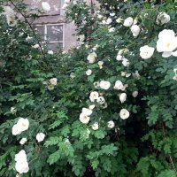 Шиповник - вестник лета :: Galina Solovova