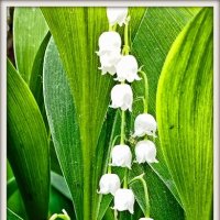 Цветущий ландыш. :: Михаил Малец