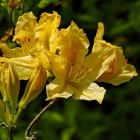 цветы в моём саду :: ИННА ПОРОХОВА цветы в моём саду :: ИННА ПОРОХОВА