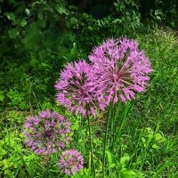 Июнь в синих тонах :: veilins veilins Июнь в синих тонах :: veilins veilins