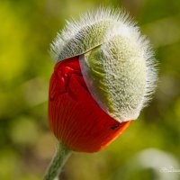 "Из кокона. Рождение цветка"© :: Владимир Макаров