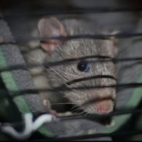 Реми :: Тамара Вебер