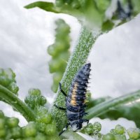 Перед превращением... :: Валерий Басыров Перед превращением... :: Валерий Басыров