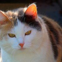 Киса :: tamara kremleva