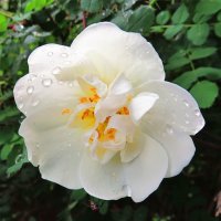 С каплями дождя :: Андрей Снегерёв