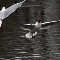 Крик чайки :: Борис Генкин