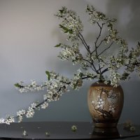 Майский цвет :: Olenka Майский цвет :: Olenka