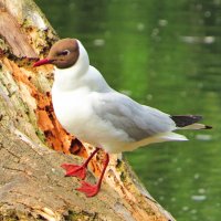Речная чайка :: Андрей Снегерёв Речная чайка :: Андрей Снегерёв