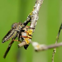 из снятого сегодня  1 :: Александр Прокудин