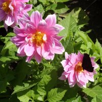 Бабочка вредничает. :: Ирина *** Бабочка вредничает. :: Ирина ***