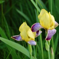 Июнь - время ирисов :: Светлана Июнь - время ирисов :: Светлана