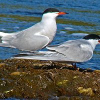 речные крачки :: gawrilа - dan