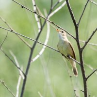 *** :: Виктор Иванович Чернюк *** :: Виктор Иванович Чернюк