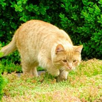 Кот "Рыжик" на охоте. :: Милешкин Владимир Алексеевич Кот "Рыжик" на охоте. :: Милешкин Владимир Алексеевич