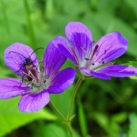 Герань луговая. :: Милешкин Владимир Алексеевич Герань луговая. :: Милешкин Владимир Алексеевич