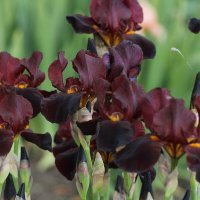 Коричневые ирисы. :: Восковых Анна Васильевна Коричневые ирисы. :: Восковых Анна Васильевна