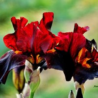 Красные ирисы. :: Восковых Анна Васильевна Красные ирисы. :: Восковых Анна Васильевна