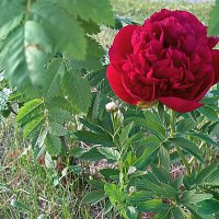 Одинокий красавец пион :: Любовь Сахарова