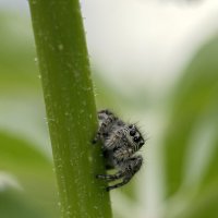 Глаза, как звёзды в день ненастный... :: Валерий Басыров