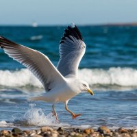 На взлёте :: Ольга 