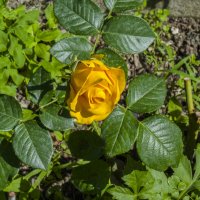 Жёлтая роза :: Валентин Семчишин Жёлтая роза :: Валентин Семчишин