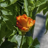 Бутон оранжевой розы :: Валентин Семчишин Бутон оранжевой розы :: Валентин Семчишин