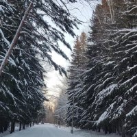в лесу :: Андрей Петренко