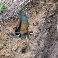 щурки :: юрий макаров щурки :: юрий макаров