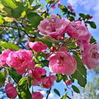 Красота начала лета. :: Лия ☼