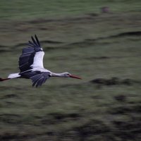 Аист в полёте :: Sergei Vikulov Аист в полёте :: Sergei Vikulov