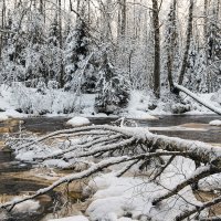 Линдуловская роща :: skijumper Иванов Линдуловская роща :: skijumper Иванов