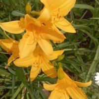 Время Ли.. пришло :: Елена Семигина Время Ли.. пришло :: Елена Семигина