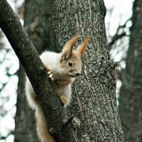 На ветру :: PRP 