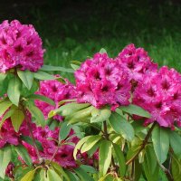 Рододендрон :: Рита Симонова