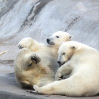 катание с горки.. пусть и не настоящей :: ИРЭН@ .