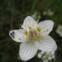 Белозёр :: Anna Ivanova