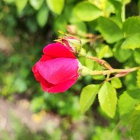 ,,, :: Сергей Тимоновский