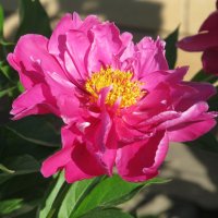 сезон пионов :: Елена Шаламова