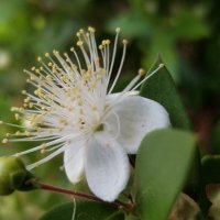 Мирт обыкновенный! :: Светлана Хращевская