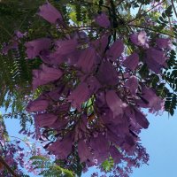 Жакаранда мимозолистная! :: Светлана Хращевская Жакаранда мимозолистная! :: Светлана Хращевская