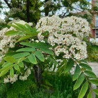 Вот и лето пришло :: Галина Минчук