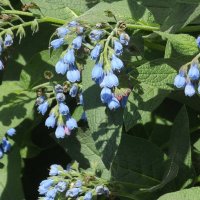 Окопник :: Freddy 97