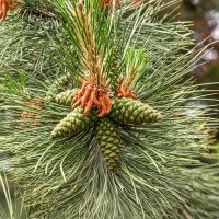 Крымская сосна :: Игорь Сикорский