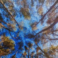 * * * * :: Алёна Савина