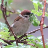 Веган. :: Егор Бабанов