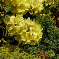 цветы в моём саду :: ИННА ПОРОХОВА