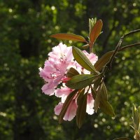 цветы в моём саду :: ИННА ПОРОХОВА