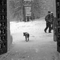 Собачья жизнь. :: Борис Бутцев Собачья жизнь. :: Борис Бутцев
